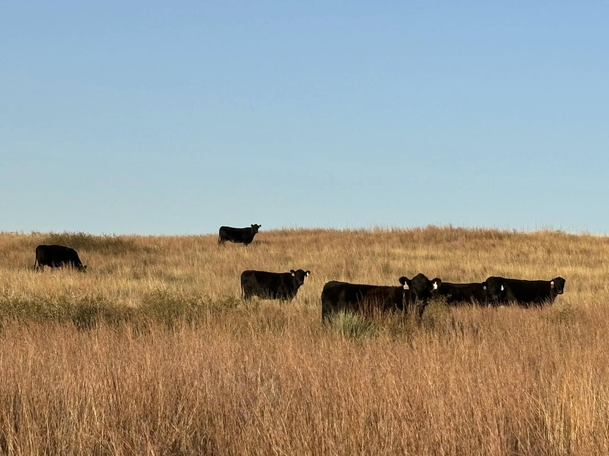 Black Angus cattle grazing in tall golden Kansas wheat-pasture grass under a clear blue sky